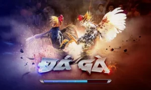 Đá Gà 3D Tại 188Bet