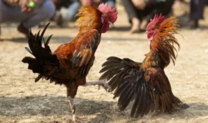 Đá Gà GA28 Tại 188Bet