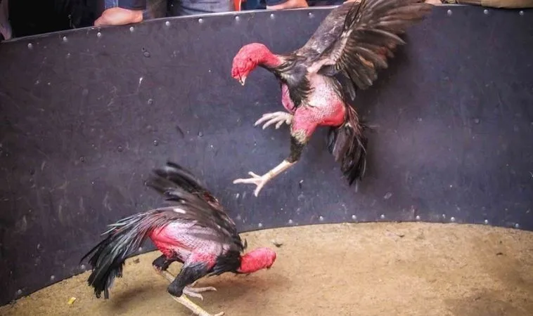 Sảnh Đá Gà 188Bet quy tụ nhiều chiến kê dũng mãnh