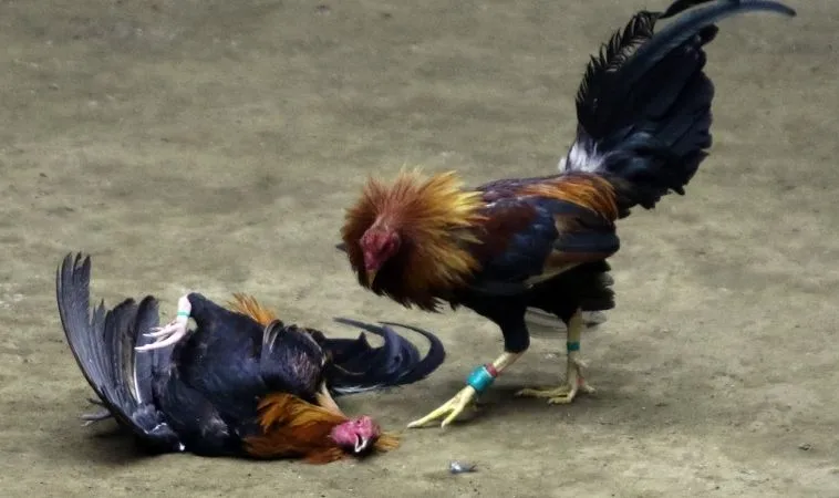 Hướng Dẫn Cách Chơi Đá Gà Sabong Tại 188Bet Thắng Lớn Mỗi Ngày 1 Đá Gà Sabong Tại 188Bet